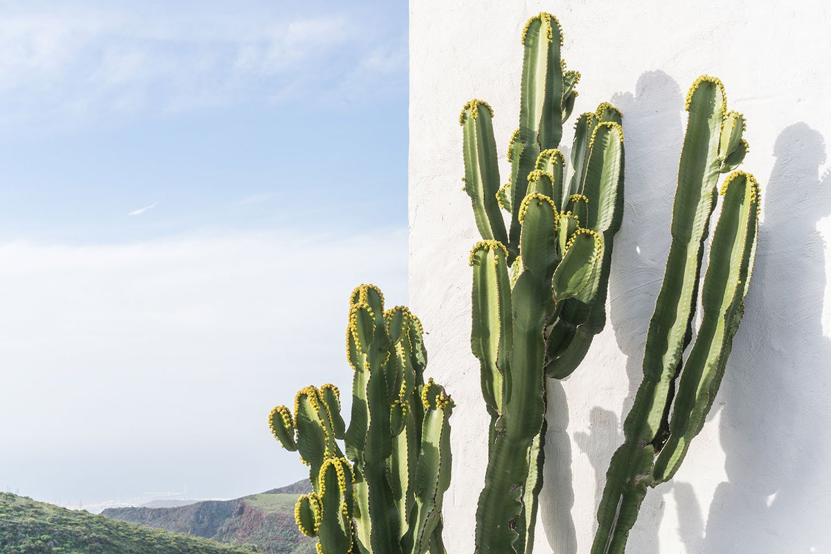 Beautiful cactus plant in California